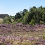 Landschaft mit lila Heide und Bäumen unter blauem Himmel