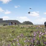Grünes Feld mit lila Blumen, Besucher wandern, Ruine im Hintergrund, Vögel fliegen.
