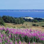 Vor dem Haus blüht eine Wiese mit lila Blumen. Im Hintergrund liegt ein tiefblaues Meer.