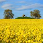 Gelbes Rapsfeld mit Steinanlage und Bäumen unter blauem Himmel.
