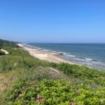Strand mit Sand und Steinen, grüne Vegetation und rosa Blumen im Vordergrund.