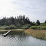 Seeufer mit Steg, Strand und Wald im Hintergrund.