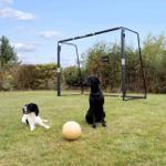 Zwei Hunde sitzen auf einer Wiese vor einem Fußballtor mit Ball.