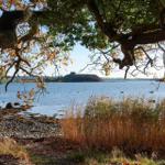 Blick auf einen See mit Insel und Baum Ästen im Vordergrund.