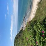 Beach with clear water and blue sky, surrounded by green vegetation with pink flowers.