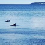 Two dolphins swim in the open sea near a distant coastline.