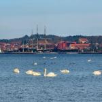 Swans swim before harbor town with sailing ship and red roofs.