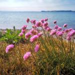Pink flowers by the shore with a view of the sea.