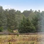 Ansicht durch Fenster auf Wald mit Nadelbäumen und Grasland im Vordergrund.