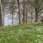 Wiesen mit weißen Blumen und Bäumen am Ufer eines Sees.