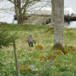Ein Vogel grasst in einem grünen Feld mit weißen Blumen neben einem See und einem Bootssteg.