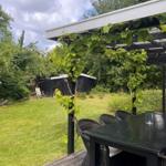 Terrace with table and chairs under a pergola with climbing plants.