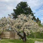 A flowering tree in the garden in front of a house and a fence.