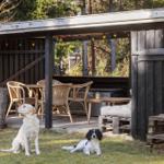 Two dogs sit in the garden under a terrace with a table and chairs.