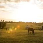 Horses graze in a field at sunset. Trees and a small building are visible.