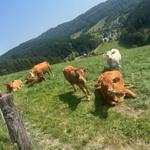 Kühe grasen auf grüner Wiese, Berg mit Wald und Dorf im Hintergrund.