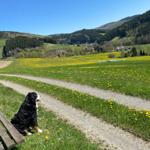 Ein Berner Sennenhund sitzt auf einer Bank und blickt auf ein grünes Tal mit gelben Blumen.