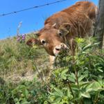 Rotes Kalb mit Hörnern hinter Stacheldrahtzaun im Gras