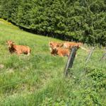 Ruhige Weide mit braunen Kühen und grüner Wiese hinter einem Zaun.
