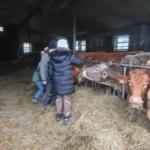 Kinder füttern Kühe in Stall mit Heu und Metallgitter.