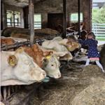 Ein Kind füttert Kühe in einer Stallbox mit Heu und Tränken.