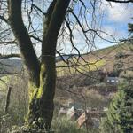 Hügeliger Blick durch kahle Baumzweige auf Ferienhaus im Grünen.