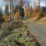 Waldweg mit Herbstlaub und hohen Bäumen unter bewölktem Himmel.