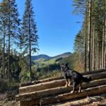 Ein Hund steht auf Holzstapeln und blickt auf einen Wald und Hügel.
