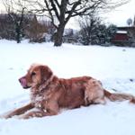 Der Garten im Winter lässt auch Hundeherzen höher schlagen...