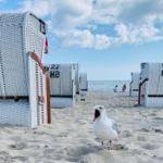 Ein Strand mit weißen Strandkörben und einer Möwe im Vordergrund.