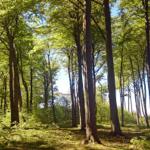 Hochwertiger Wald mit hohen Bäumen und grünem Unterholz unter blauem Himmel.