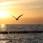 Seeschwalbe fliegt vor Sonnenuntergang über das Meer.