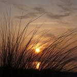 Sonnenuntergang hinter Dünengras mit warmen Farben am Himmel