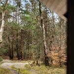 View through a forest path with birch and conifer trees, seen from a window.
