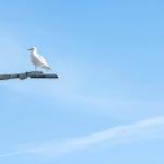 Eine Möwe sitzt auf einem Straßenlaternenmast vor blauem Himmel.