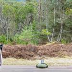 View from the terrace into the forest with coniferous trees and heath.