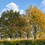 Three trees on a meadow under a blue sky with white clouds.