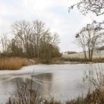 Eisiger See mit Bäumen und Schilf im Winter