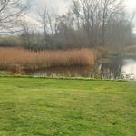 Grünes Gras am Ufer eines Sees mit Schilf und Bäumen im Hintergrund.