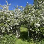 Blooming orchard with white flowers and green grass path.
