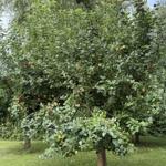 Lush apple tree with ripe fruit in the garden.