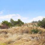 Dünenlandschaft mit Gräsern und Nadelbäumen unter blauem Himmel.