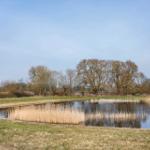 A calm lake with reeds and trees in the background.