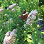 Butterflies on flowers in the garden