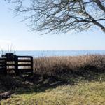 Behind a wooden fence, a view of the sea is visible under a bare tree.