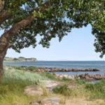 View through tree branches to sea and rocky shore