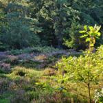 Heide - Weg in den Wernerwald