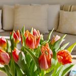 Tulpenblumen auf Tisch vor Sofa mit Kissen