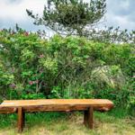 Holzbank vor grüner Hecke mit rosa Blüten unter bewölktem Himmel