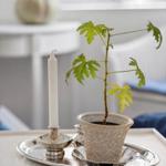 On a table, a silver tray holds a candle and a plant in a cup.